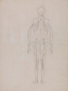 Lidská postava, pohled zezadu (nákres klíčové postavy nepublikované desky) od George Stubbs