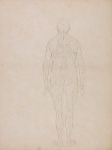 Lidská postava, zadní pohled od George Stubbs