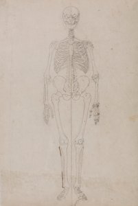 Lidská kostra, pohled zepředu (konečná studie) od George Stubbs