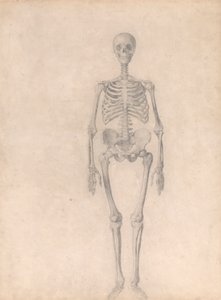 Lidská kostra, pohled zepředu (Dokončená studie pro tabulku I) od George Stubbs