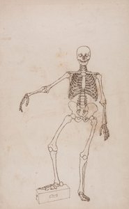 Lidská Kostra, Pohled zepředu od George Stubbs