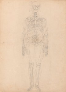 Lidská Kostra, Pohled zepředu od George Stubbs