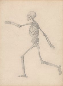 Lidská kostra, boční pohled (blízko konečné studie pro tabulku III, ale liší se v detailech) od George Stubbs