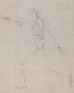 Lidská kostra, boční pohled (obrys kostry pro klíčovou postavu k tabulce III) od George Stubbs