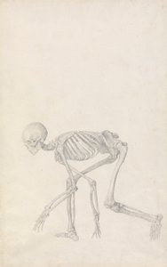Lidská kostra, boční pohled (ve skrčené pozici; dokončená studie pro nepublikovaný stůl) od George Stubbs