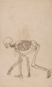 Lidská Kostra, Boční Pohled od George Stubbs