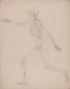 Lidská Kostra, Boční Pohled od George Stubbs