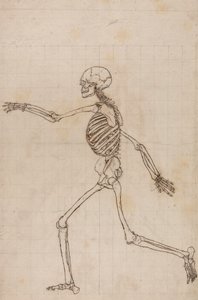 Lidská Kostra, Boční Pohled od George Stubbs