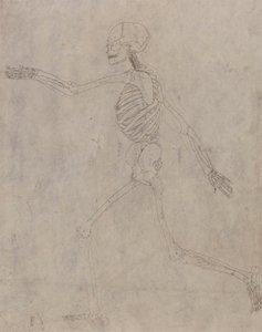 Lidská Kostra, Boční Pohled od George Stubbs