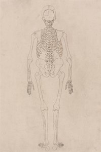 Lidská kostra, pohled zezadu (souvisí s tabulkou II) od George Stubbs
