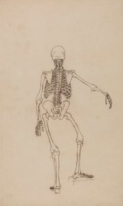 Lidská Kostra, Pohled zezadu od George Stubbs