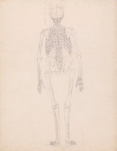 Lidská kostra, zadní pohled od George Stubbs