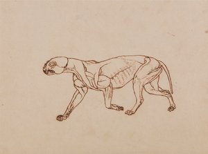 Leopardí Tělo, Boční Pohled od George Stubbs