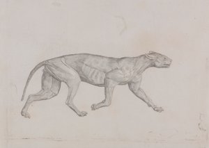 Leopardí Tělo, Boční Pohled od George Stubbs