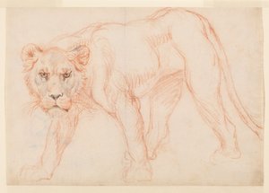 Lvice slídění, recto, 18. nebo 19. století od George Stubbs