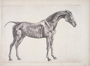 Talíř z The Anatomy of the Horse, c.1766 od George Stubbs