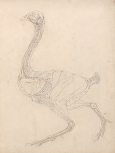 Studie drůbeže, boční pohled, diagram pro klíč k tabulce XV, ze srovnávací anatomické expozice stavby lidského těla s tygrem a drůbeží, 1795-1806 (grafit a re od George Stubbs
