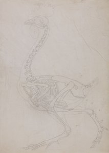 Studie drůbeže, boční pohled, ze srovnávací anatomické expozice stavby lidského těla s tygrem a drůbeží, 1795-1806 (grafit na tenkém tkaném papíru) od George Stubbs