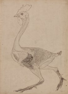 Studie drůbeže, boční pohled, z komparativní anatomické expozice stavby lidského těla s tygrem a drůbeží, 1795-1806 (pero a inkoust přes grafit a červenou křídu na str. od George Stubbs