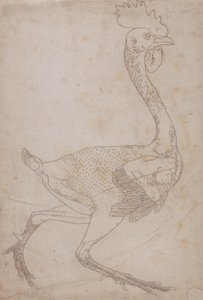 Studie drůbeže, boční pohled, ze Srovnávacího anatomického výkladu stavby lidského těla s tygrem a drůbeží, 1795-1806 (grafit a červená křída na papíře) od George Stubbs