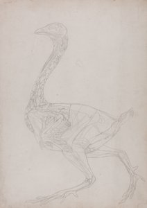 Studie drůbeže, boční pohled, ze Srovnávacího anatomického výkladu stavby lidského těla s tygrem a drůbeží, 1795-1806 (grafit na tenkém papíře) od George Stubbs