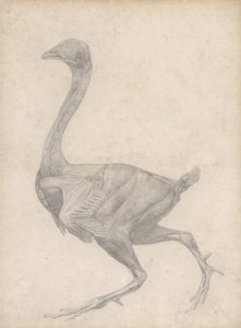 Studie drůbeže, laterální pohled, s odstraněnou kůží a pod ní ležícími fasciálními vrstvami, z Srovnávací anatomické expozice struktury lidského těla s tygrem a slepicí, 1795 od George Stubbs