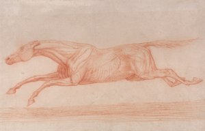 Studie závodního koně v akci: cval doleva, poloanatomická studie, s kůží staženou, aby se projevila činnost svalů od George Stubbs