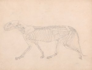 Studie tygra, laterální pohled, odkryté břišní vnitřnosti, z komparativní anatomické expozice stavby lidského těla se strukturou tygra a slepice, kolem 1795-1806 (grafit na od George Stubbs