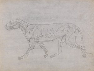 Studie tygra, boční pohled, z komparativní anatomické expozice stavby lidského těla s tygrem a slepicí, kolem 1795-1806 (grafit a inkoust na kazetovém papíru) od George Stubbs