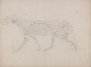 Studie tygra, laterální pohled, z komparativní anatomické expozice stavby lidského těla s tygrem a drůbeží, kolem 1795-1806 (grafit na patronovém papíru) od George Stubbs
