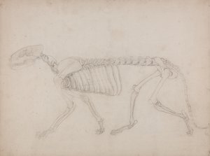 Studie tygra, laterální pohled, z komparativní anatomické expozice stavby lidského těla s tygrem a drůbeží, 1795-1806 (grafit na silném tkaném papíru) od George Stubbs