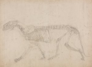 Studie tygra, laterální pohled, z komparativní anatomické expozice stavby lidského těla s tygrem a drůbeží, 1795-1806 (grafit na silném tkaném papíru) od George Stubbs