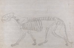 Studie tygra, laterální pohled, z komparativní anatomické expozice stavby lidského těla s tygrem a drůbeží, 1795-1806 (grafit na tenkém tkaném papíru) od George Stubbs