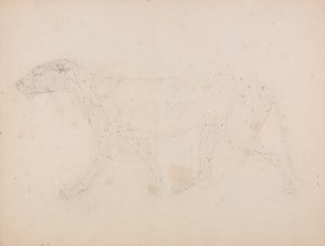 Studie tygra, laterální pohled, z komparativní anatomické expozice stavby lidského těla s tygrem a drůbeží, 1795-1806 (grafit na tkaném papíru) od George Stubbs