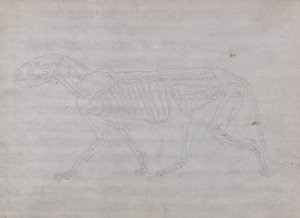 Studie tygra, laterální pohled, z komparativní anatomické expozice stavby lidského těla s tygrem a drůbeží, 1795-1806 (grafit na tenkém tkaném papíru) od George Stubbs