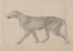 Studie tygra, laterální pohled, z komparativní anatomické expozice stavby lidského těla s tygrem a drůbeží, 1795-1806 (grafit na proloženém papíře) od George Stubbs