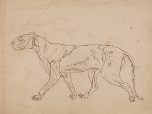 Studie tygra, laterální pohled, z komparativní anatomické expozice stavby lidského těla s tygrem a drůbeží, 1795-1806 (grafit na silném tkaném papíru) od George Stubbs