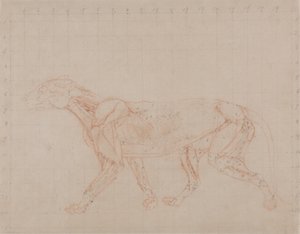 Studie tygra, boční pohled, z komparativní anatomické expozice stavby lidského těla s tygrem a drůbeží, 1795-1806 (červený křídový grafit na tkaném papíře) od George Stubbs