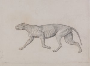 Studie tygra, boční pohled, z komparativní anatomické expozice stavby lidského těla s tygrem a drůbeží, 1795-1806 (grafit s červenou křídou na tenkém tkaném papíře od George Stubbs