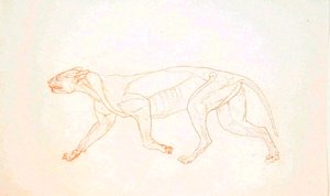 Studie tygra, boční pohled, z komparativní anatomické expozice stavby lidského těla s tygrem a drůbeží, 1795-1806 (červený křídový grafit na tkaném papíře) od George Stubbs