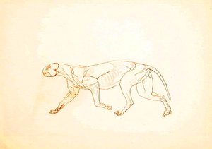 Studie tygra, laterální pohled, z komparativní anatomické expozice stavby lidského těla s tygrem a drůbeží, 1795-1806 (pero a inkoust přes červenou křídu na tenkém tkaném papíře od George Stubbs