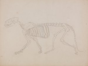 Studie tygra, laterální pohled, z „Srovnávací anatomické expozice stavby lidského těla s tygrem a drůbeží“ od George Stubbs