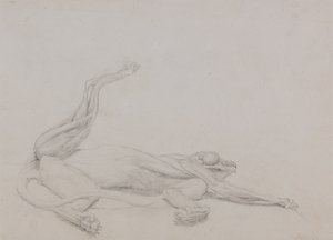 Studie ležícího tygra, při pohledu ventrálně, ze srovnávací anatomické expozice stavby lidského těla se strukturou tygra a slepice, 1795-1806 (grafit na tenkém tkaném papíře od George Stubbs