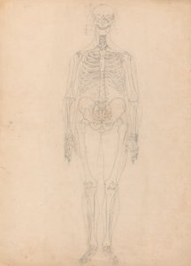 Studie lidské postavy, pohled zepředu, diagram pro klíč k tabulce I, ze srovnávací anatomické expozice stavby lidského těla s tygrem a slepicí, kolem 1795-1806 (g od George Stubbs