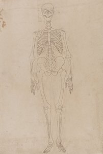 Studie lidské postavy, přední pohled, ze Srovnávacího anatomického výkladu stavby lidského těla s tygrem a ptákem, asi 1795-1806 (grafit a tuš na papíře) od George Stubbs