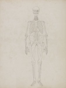 Studie lidské postavy, pohled zepředu, z „Srovnávací anatomické expozice struktury lidského těla se strukturou tygra a slepice obecné“, asi 1795-1806 (grafit a inkoust na papíře) od George Stubbs