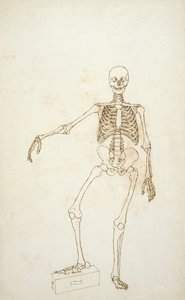 Studie lidské postavy, pohled zepředu, z „Srovnávací anatomické expozice struktury lidského těla s tygrem a drůbeží“ od George Stubbs