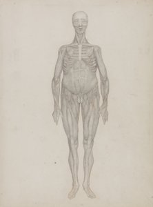 Studie lidské postavy, pohled zepředu, z „Srovnávací anatomické expozice struktury lidského těla se strukturou tygra a slepice obecné“, kolem 1795-1806 (grafit na patronovém papíru) od George Stubbs
