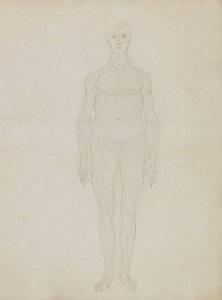 Studie lidské postavy, pohled zepředu, z „Srovnávací anatomické expozice stavby lidského těla s tygrem a drůbeží“. od George Stubbs