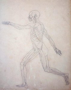 Studie lidské postavy, boční pohled, z komparativní anatomické expozice struktury lidského těla s tygrem a slepicí, kolem 1795-1806 (grafit na patronovém papíru) od George Stubbs